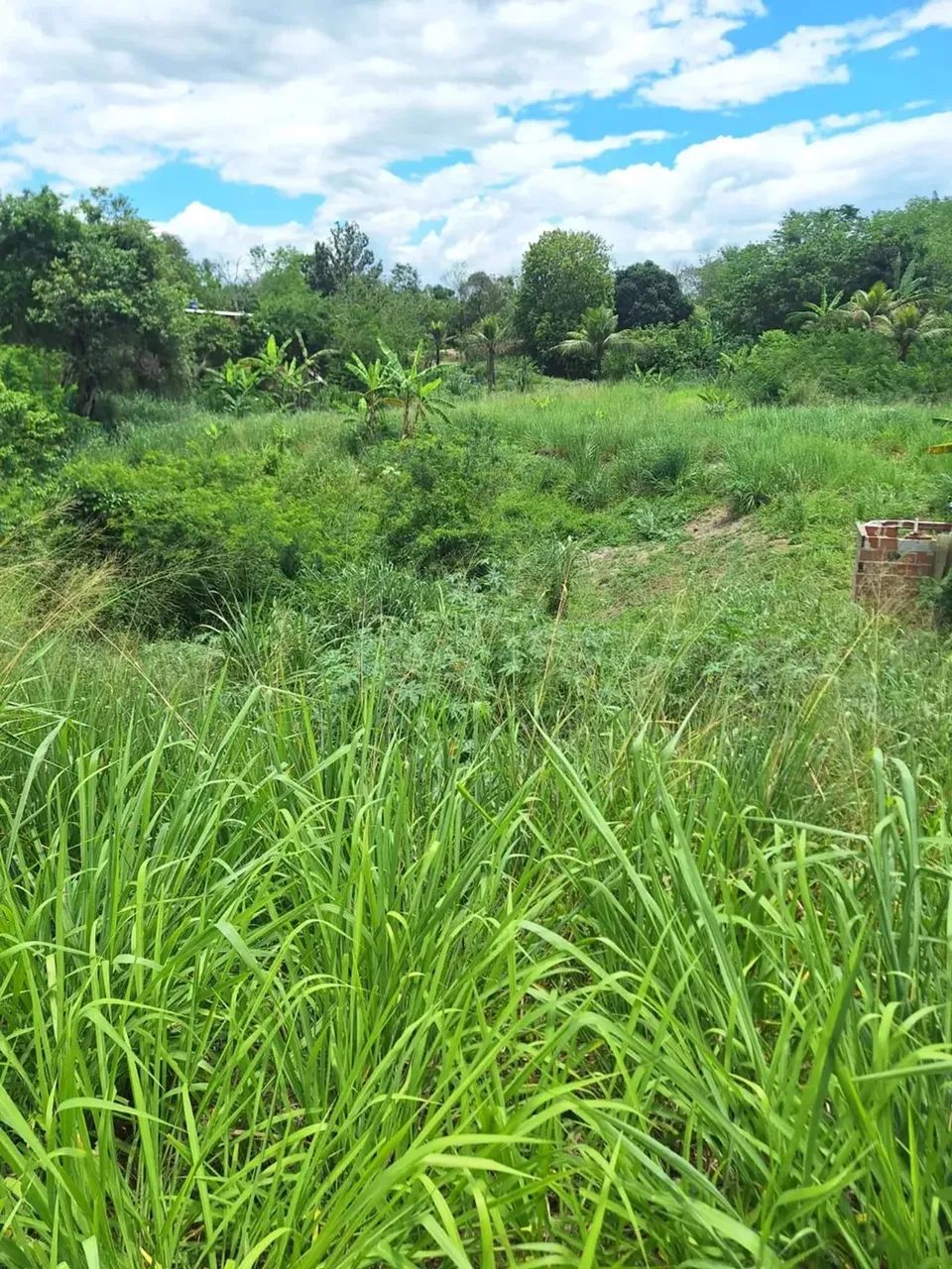 área para chácara com 2.500m² - Foto 4