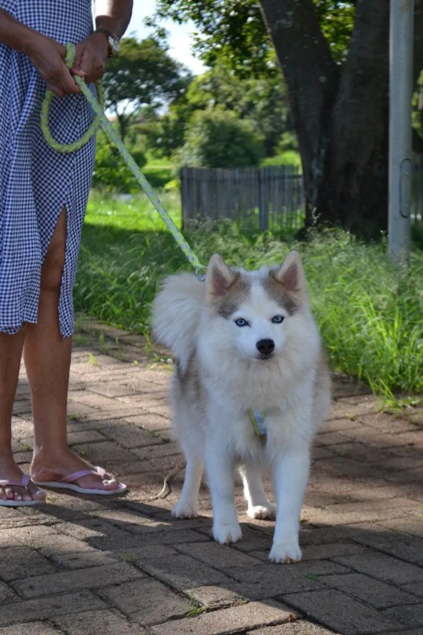Pomsky F2 legítimo  - Foto 5