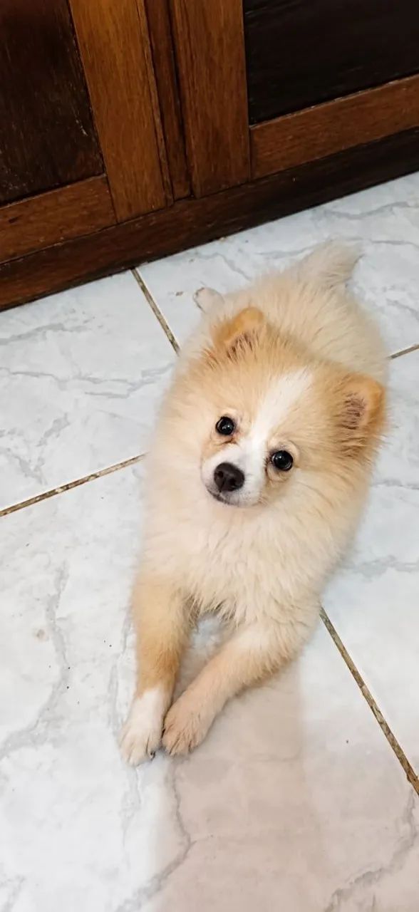 Spitz 
