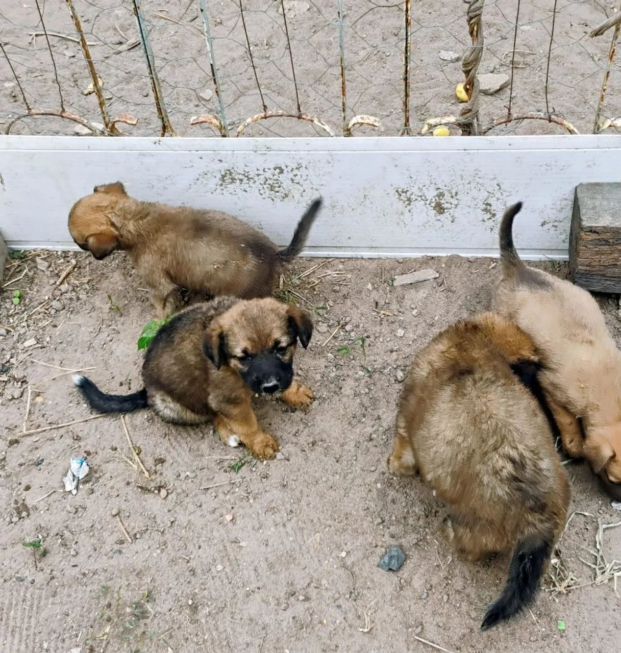 Doa-se filhotes (2 meses)