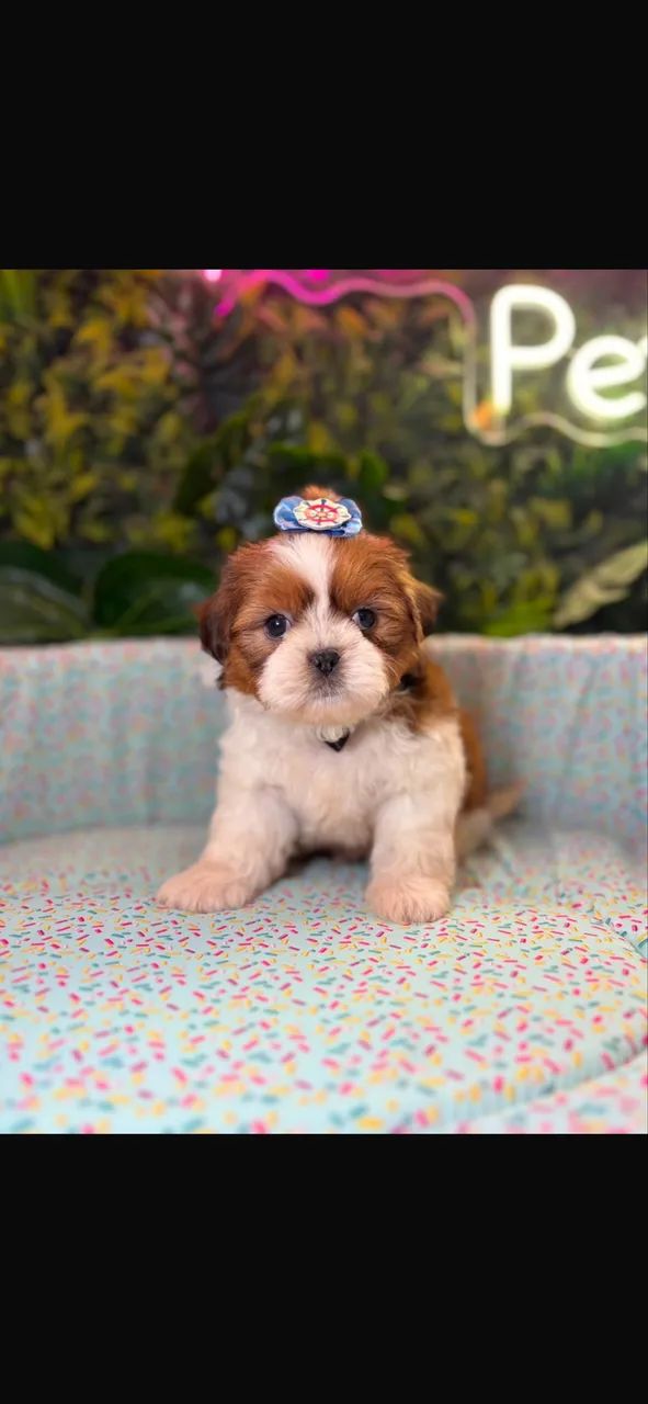 Shih tzu !!! Belíssimo 