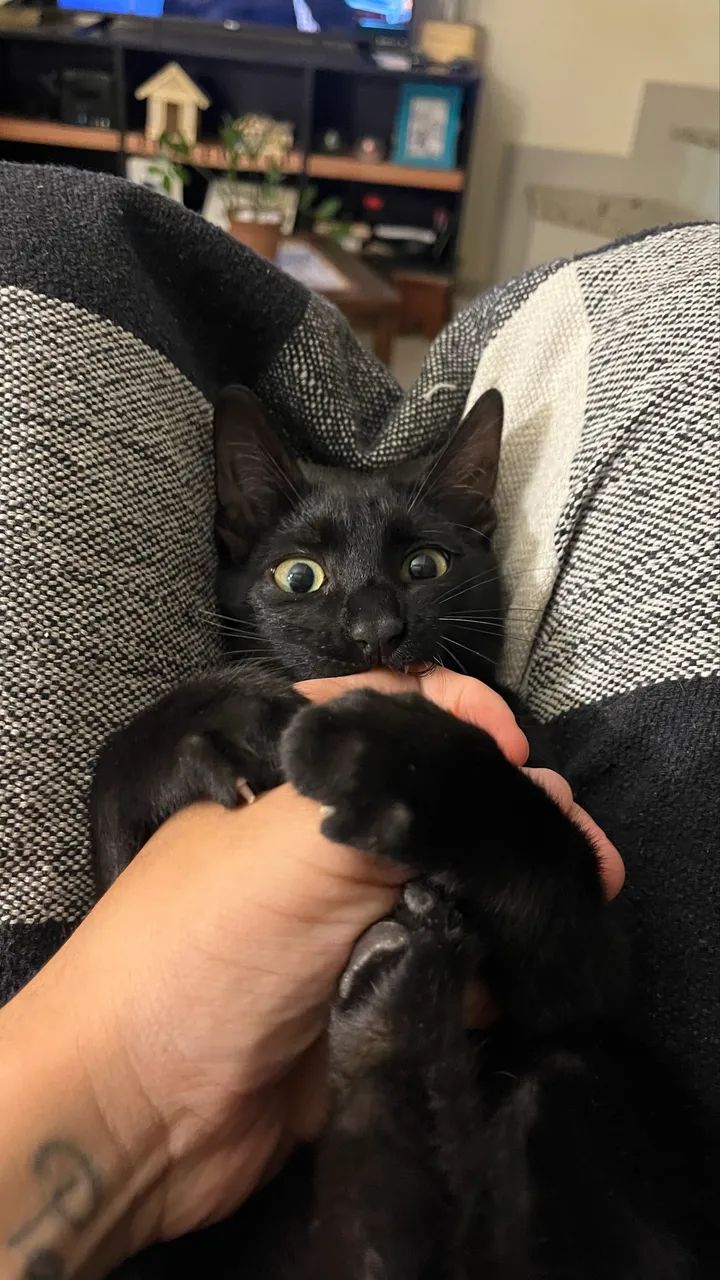 Gato com 3 meses  - Foto 3