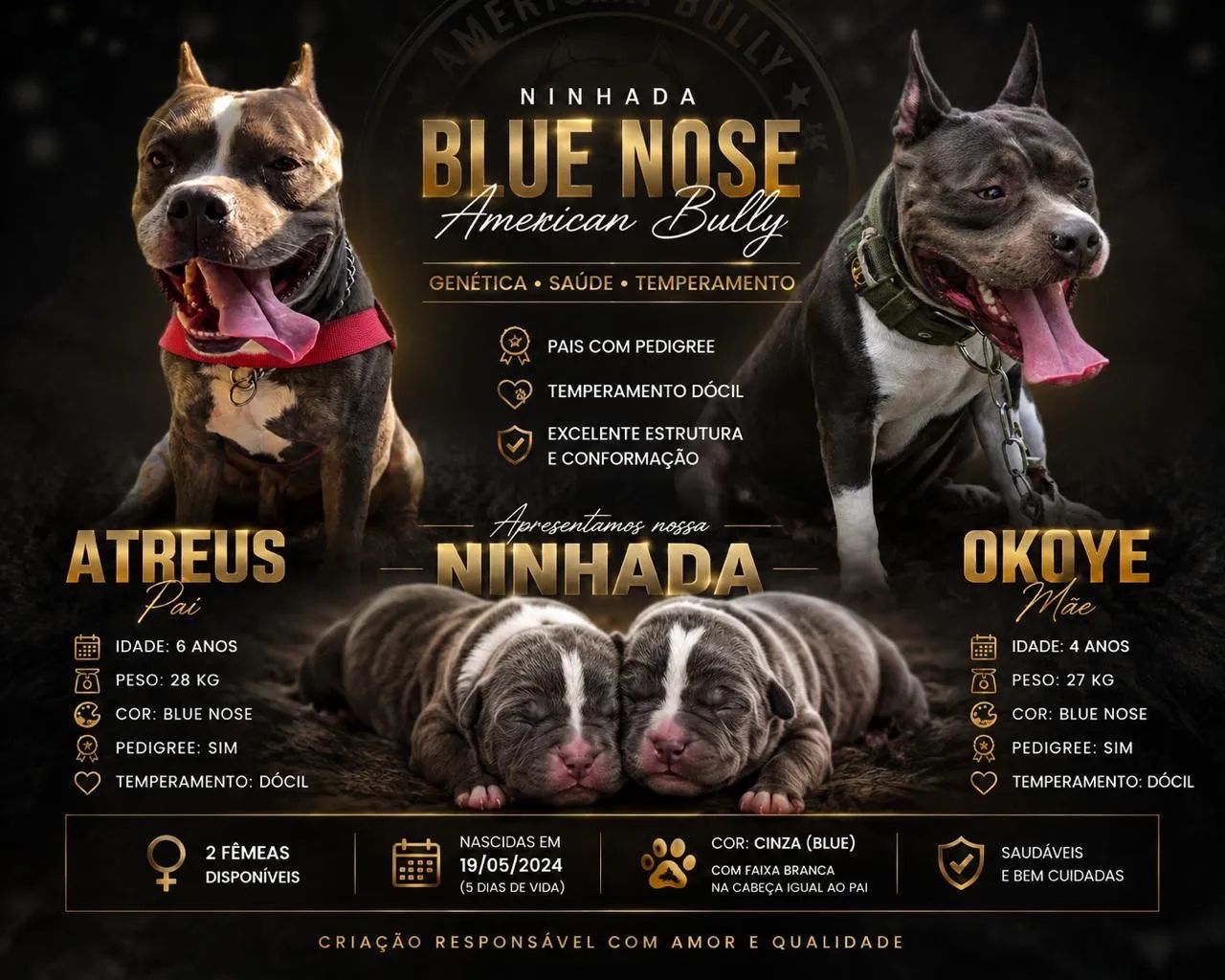 Filhote de American Bull blue 
