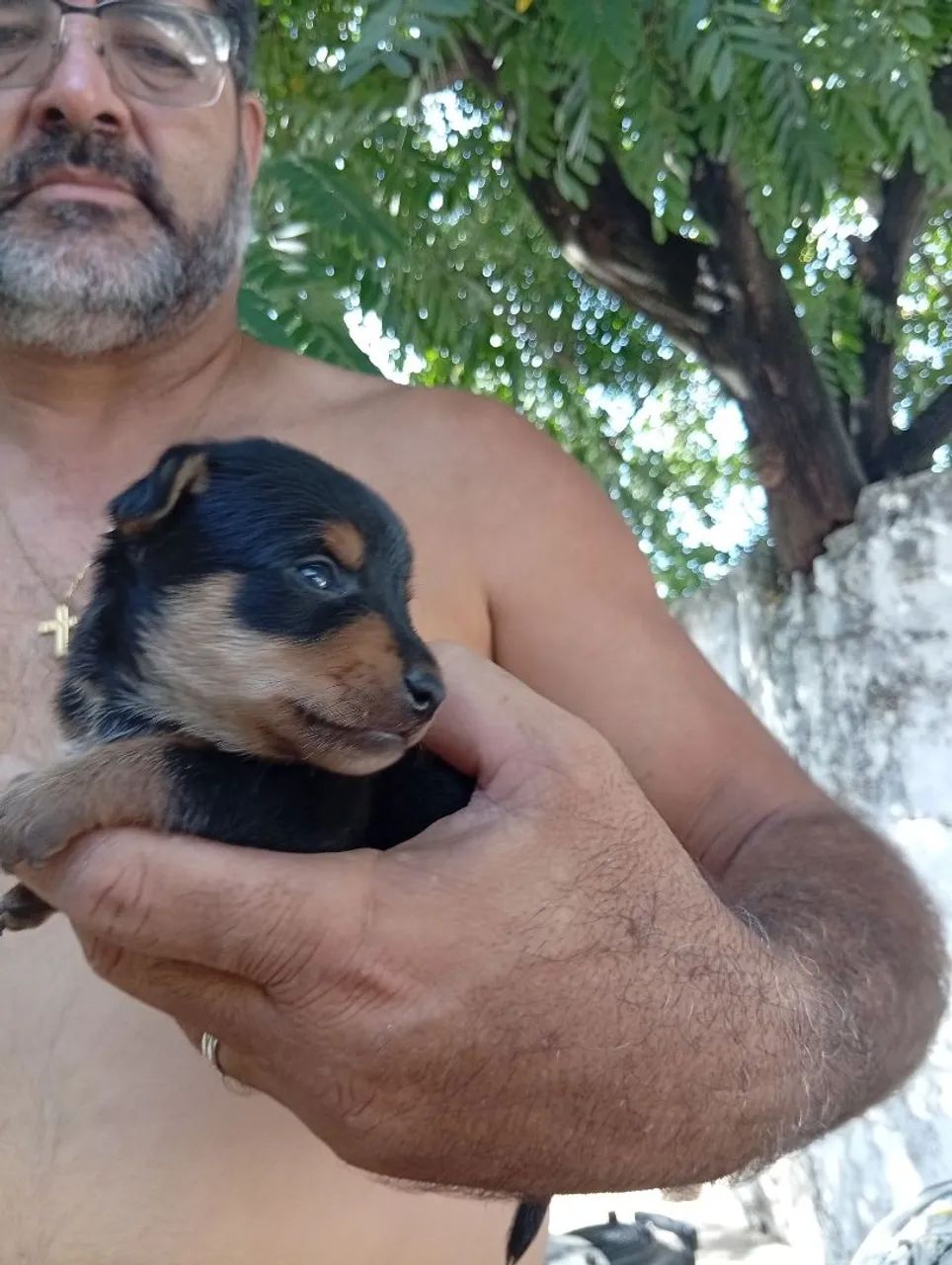 Cachorro  - Foto 3