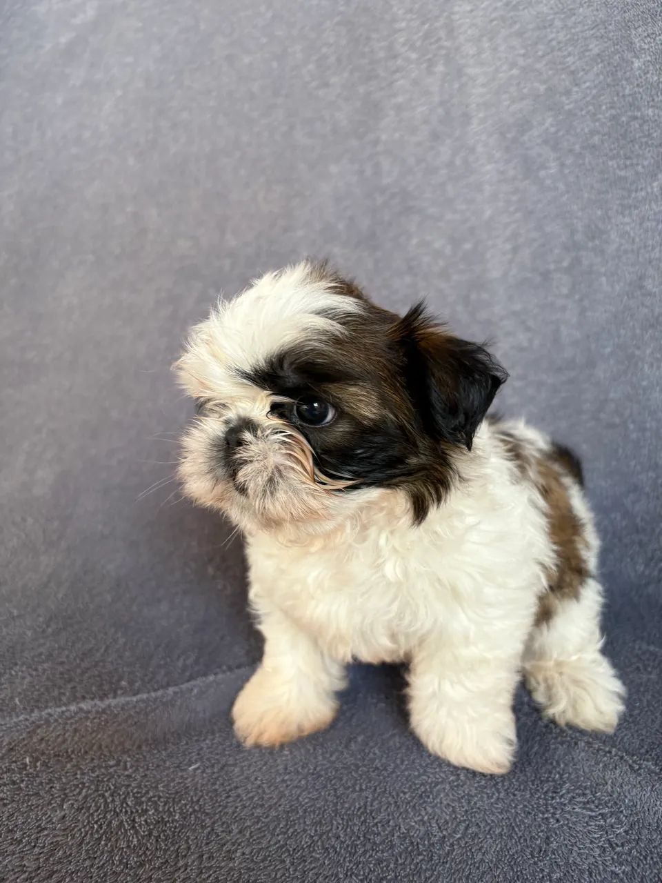 Shihtzu fêmea  - Foto 2
