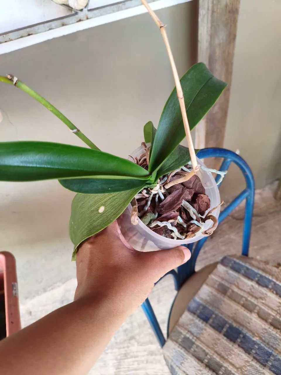 Orquídea planta LEIA