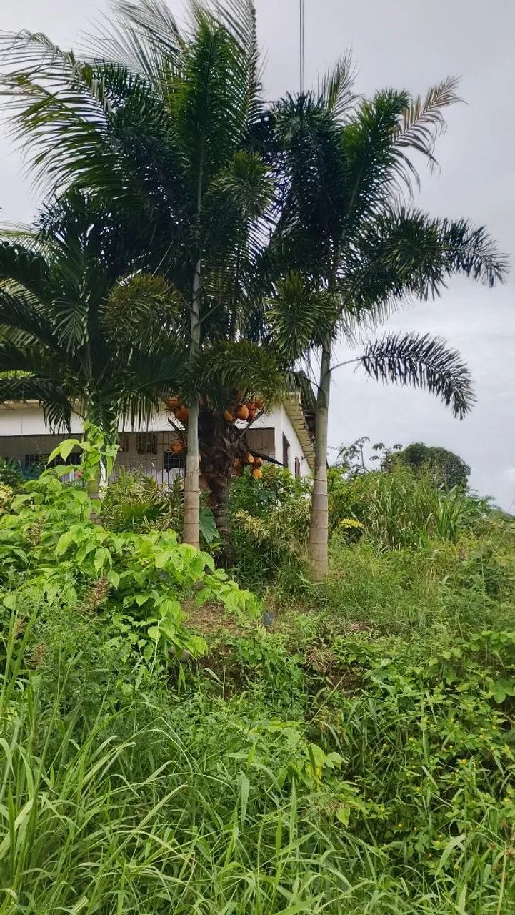 Palmeira rabo de raposa 
