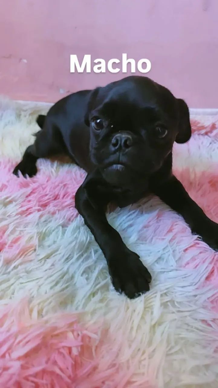 Filhotes de Pug  - Foto 3