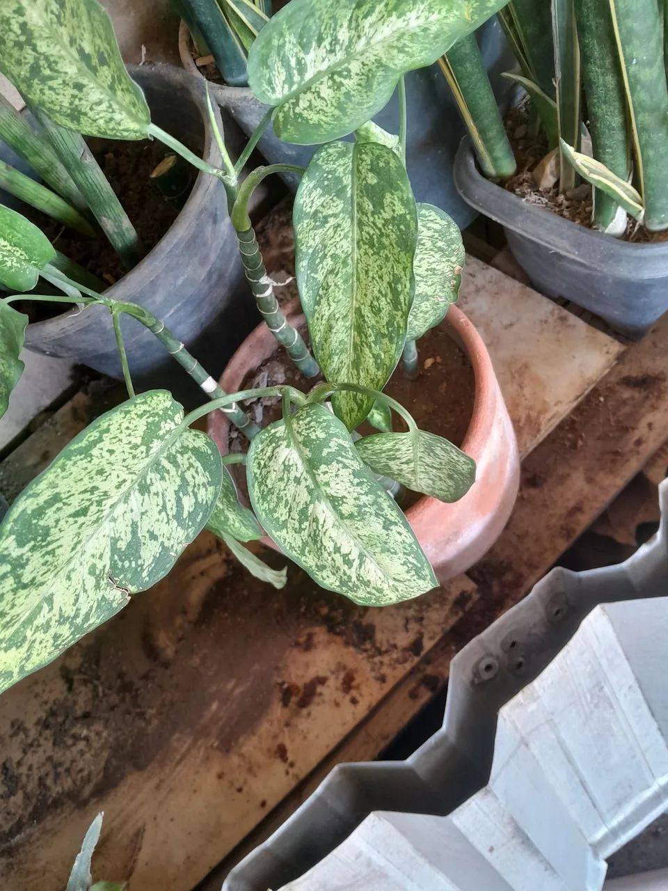 Plantas já pegadas  - Foto 5