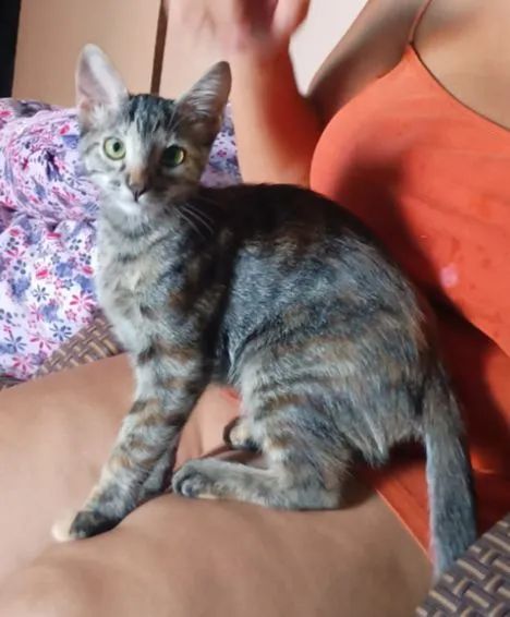 Doa-se gata