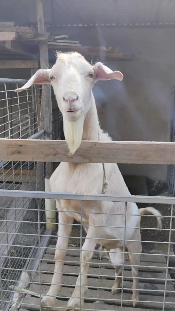 Cabrito 1 ano e 1 mês saudavel