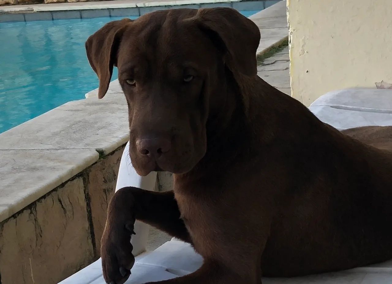 Labrador Retriever - Foto 4