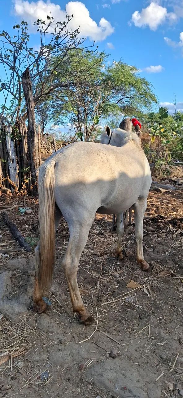 Cavalo - Foto 2