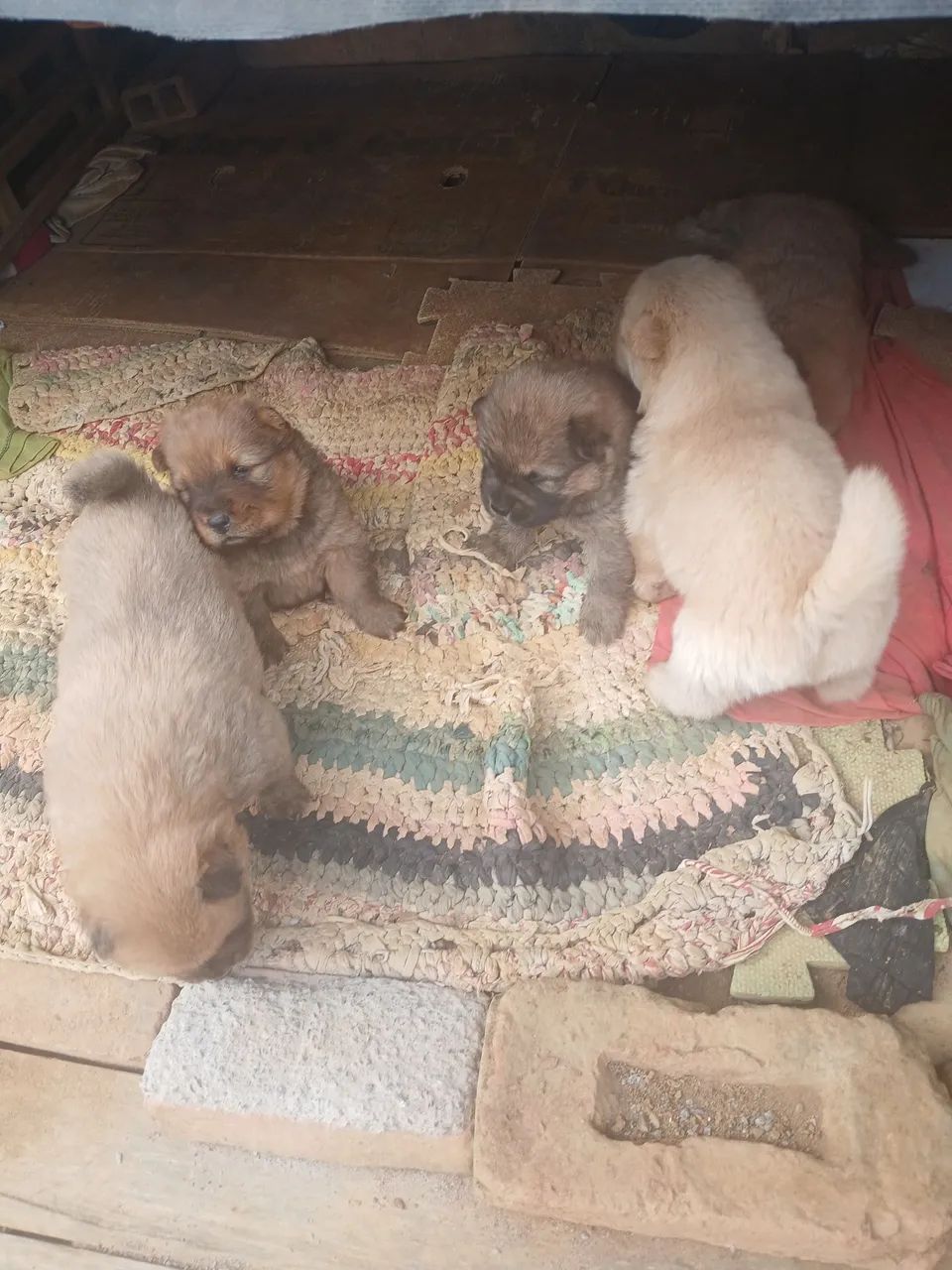 Cachorros da língua roxa chow chow  - Foto 4