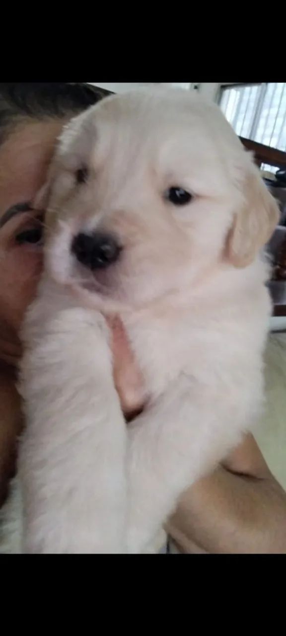 Lindos Filhotes de Golden  - Foto 4