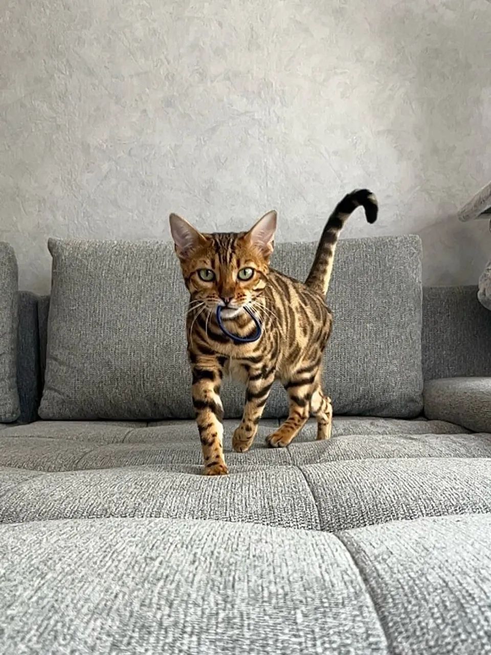 Bengal Cat Fêmea  - Foto 4