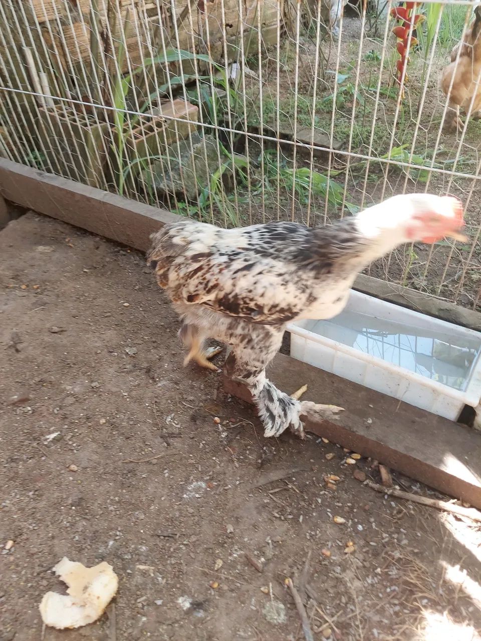 Frango Brahma  - Foto 2