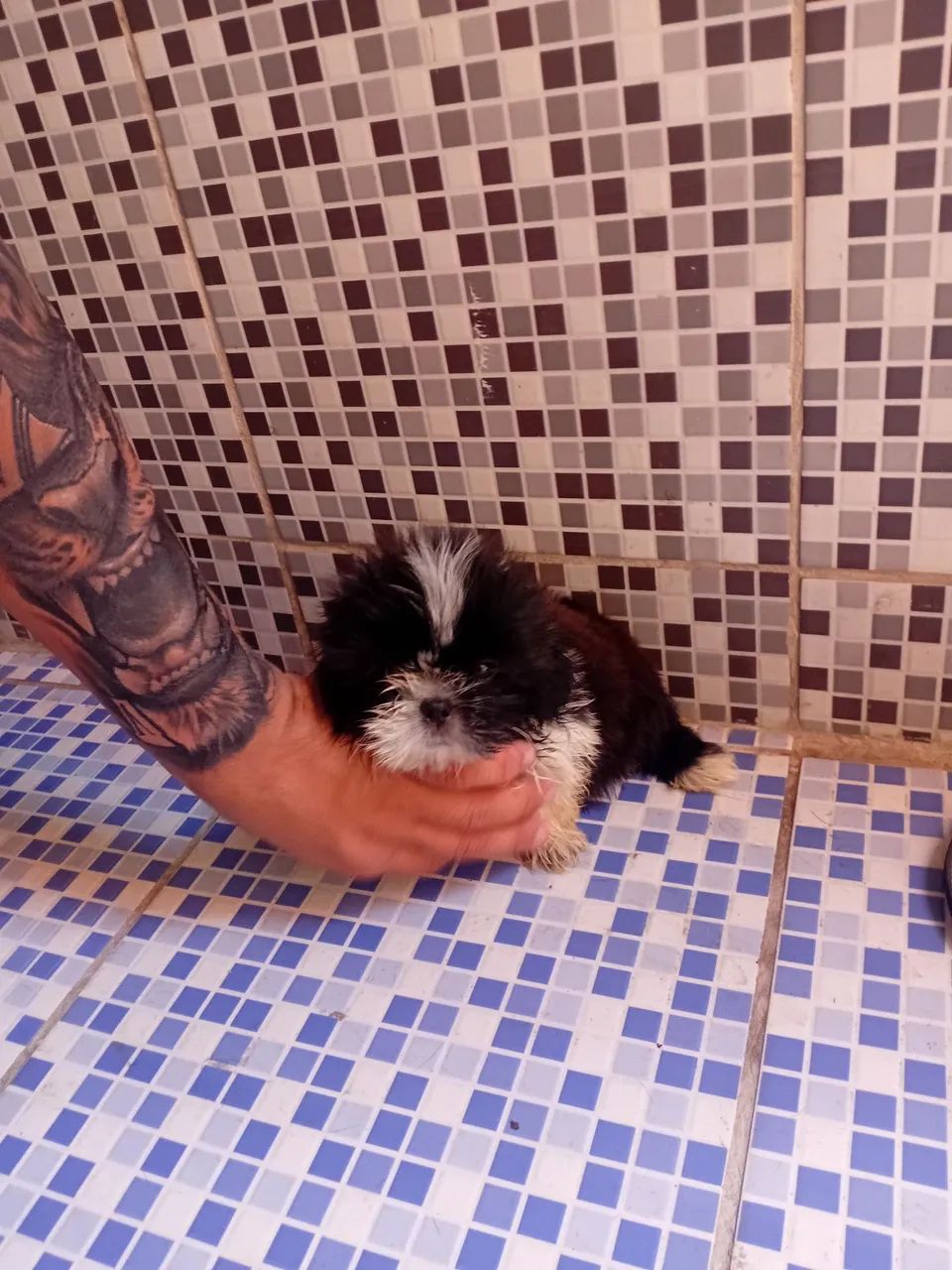 Shih Tzu  mini - Foto 4