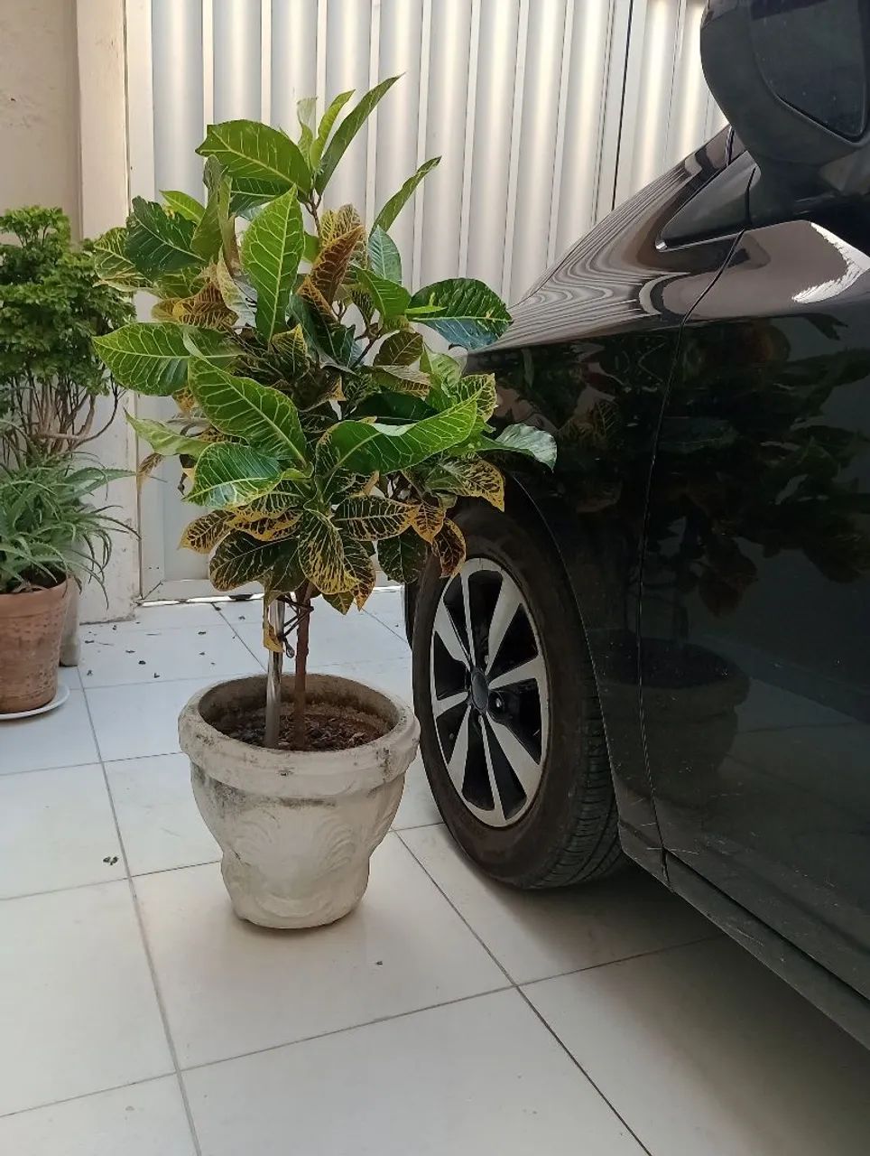 Planta croton  - Foto 2