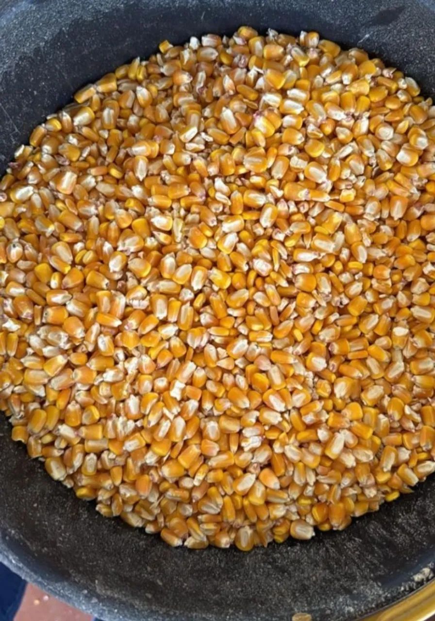 Milho Direto da Fazenda sem Atravessadores,Com Disponibilidade de Entrega em Todo Brasil
