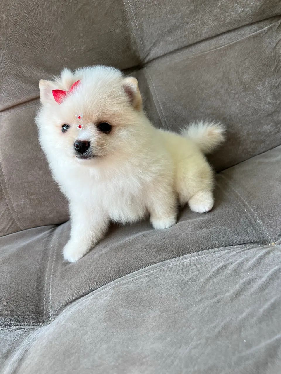 Spitz alemão fêmea - Foto 4