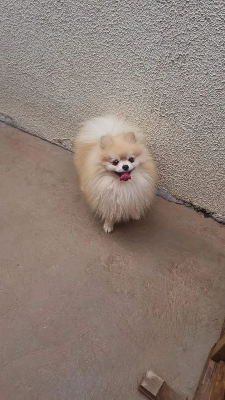 Spitz procura namorada  - Foto 2