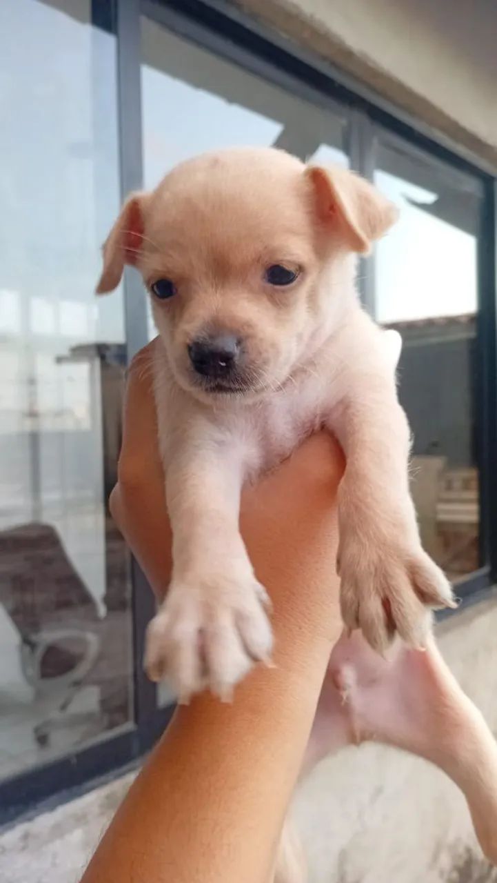 Filhotes de pinscher  - Foto 3