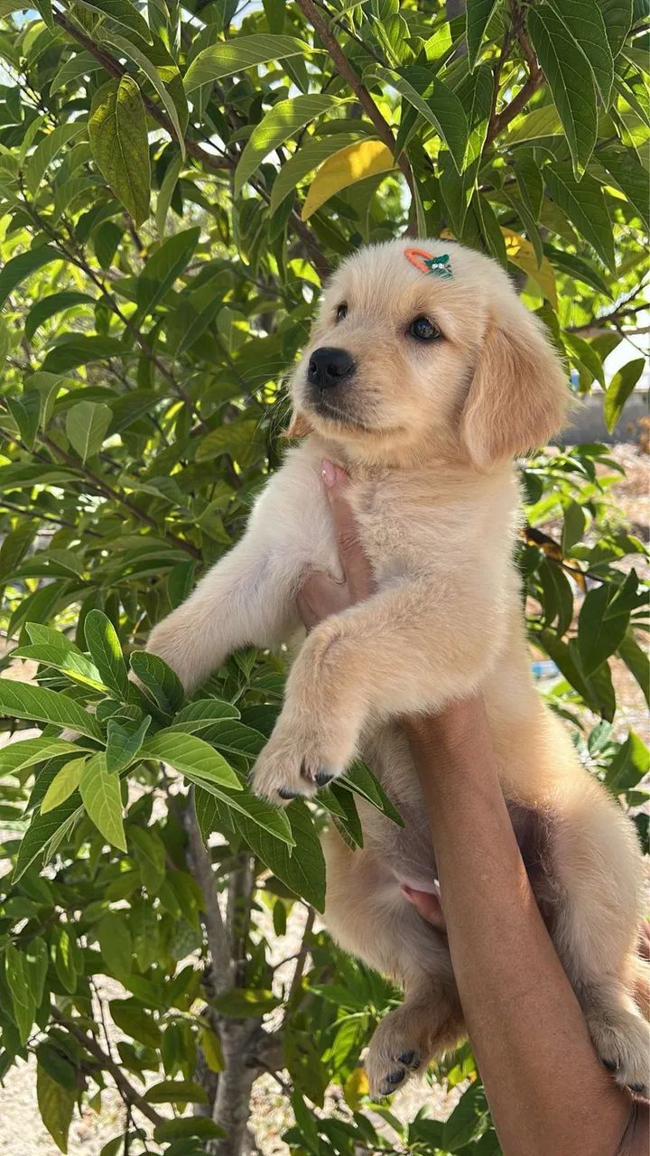 GOLDEN RETRIEVER - Foto 3