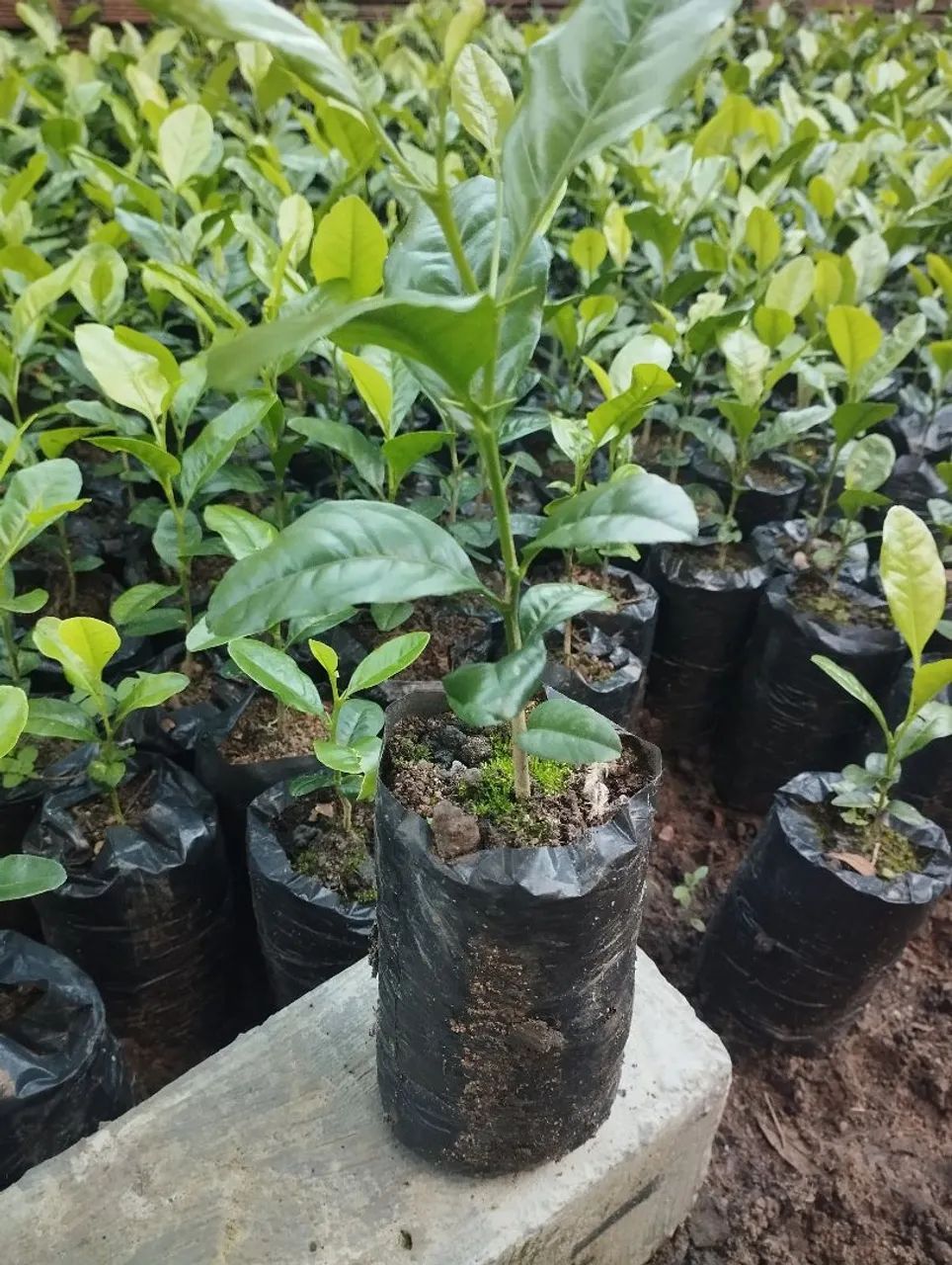 CERCA VIVA OU MURO VERDE MUDAS DE SWINGLEA GLUTINOSA - Foto 5