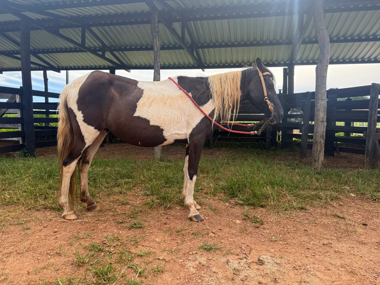 Egua manga larga muito doce l    - Foto 4