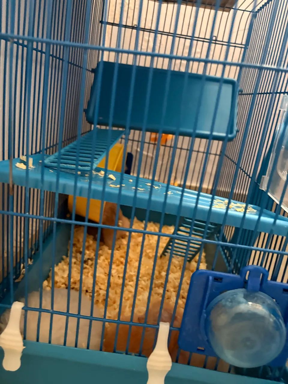 doação de Hamster - Foto 2