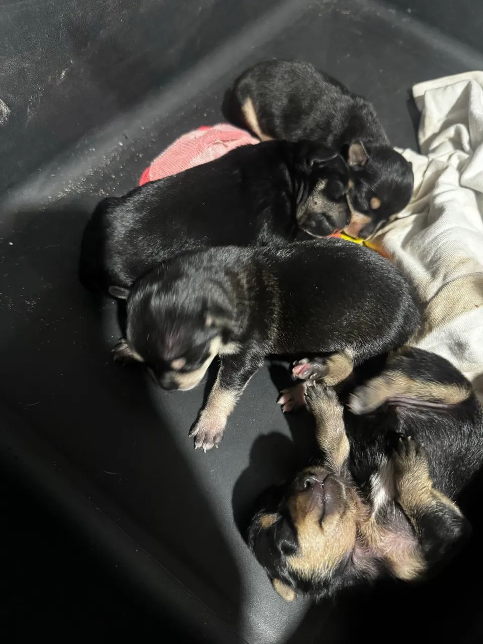 Filhote de pinscher - Foto 2
