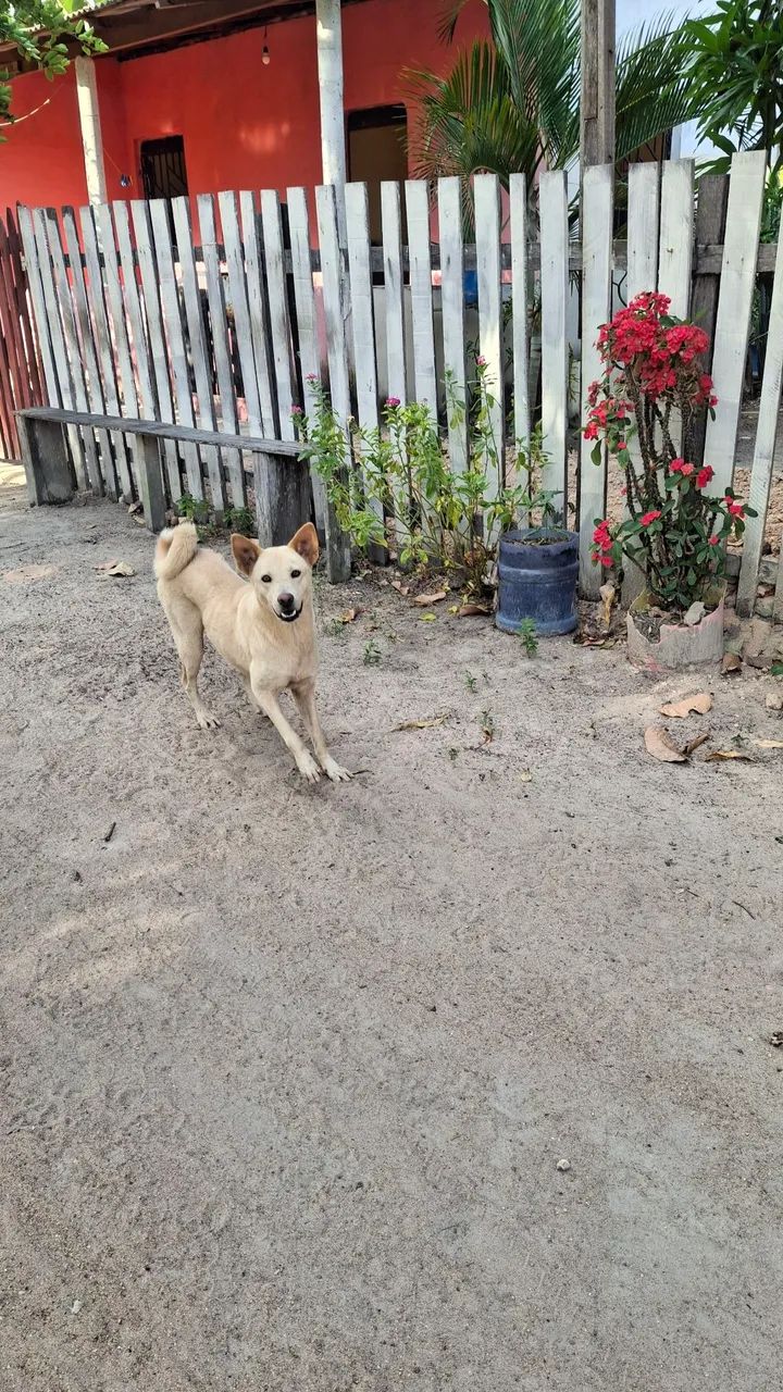 Doa- se cadela raça Chow Chow com vira lata - Foto 5
