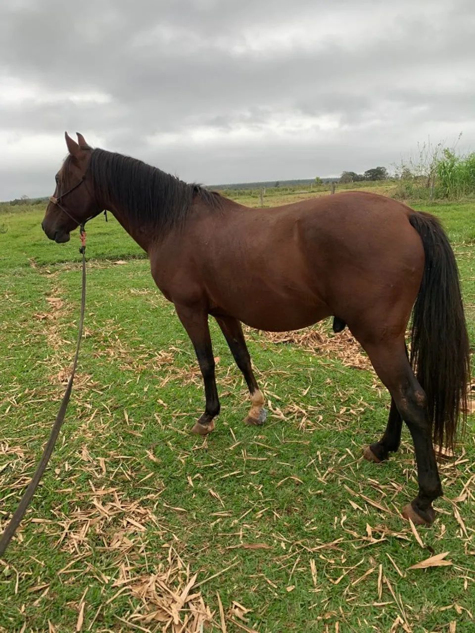cavalo - Foto 6