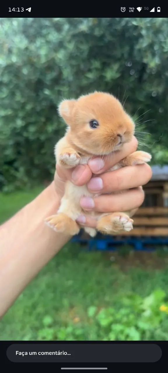 Coelhos linhagem pura -  Teddy Dwerg - Foto 6
