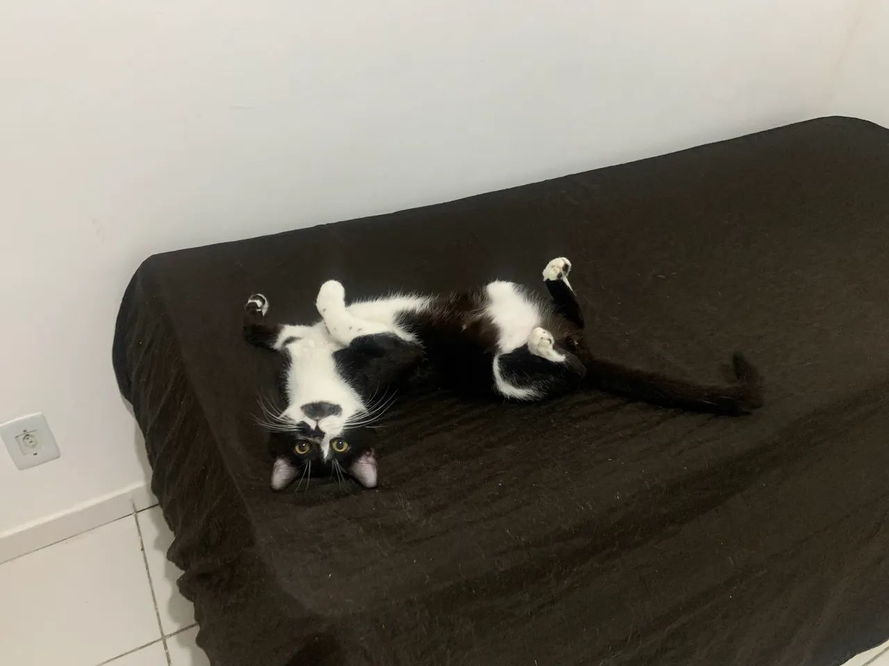 Adoção responsável  - Foto 4