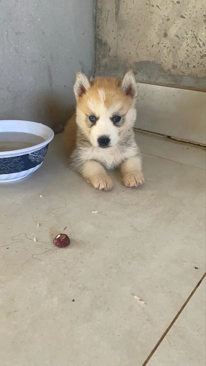 Husky siberiano Wolly  - Foto 5