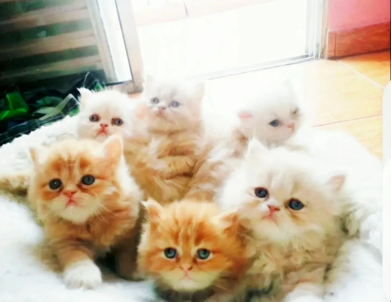 Gatos Persa Com Pedigree - Foto 2