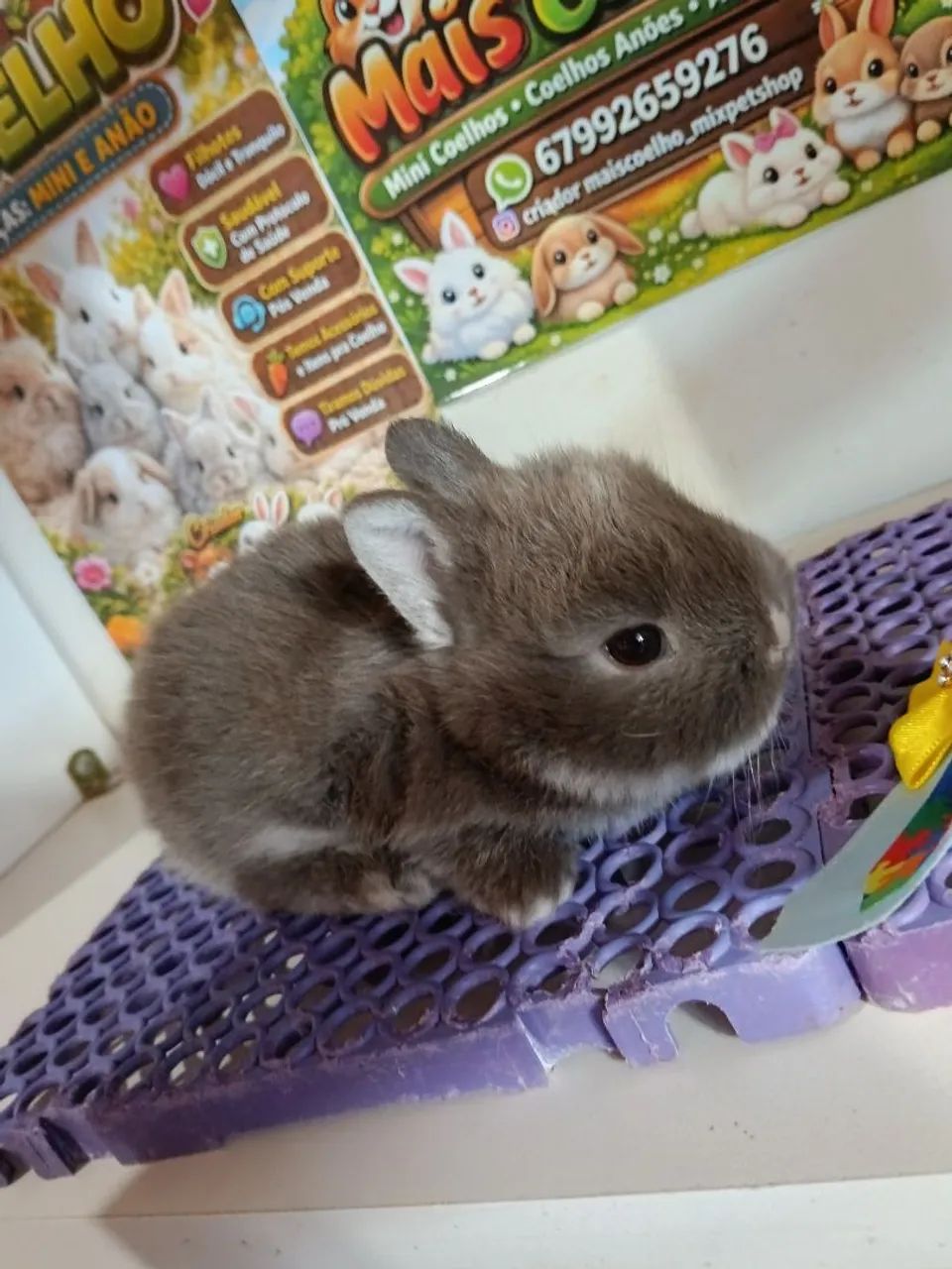 Coelho Netherland Dwarf Variados Valores  - Foto 2