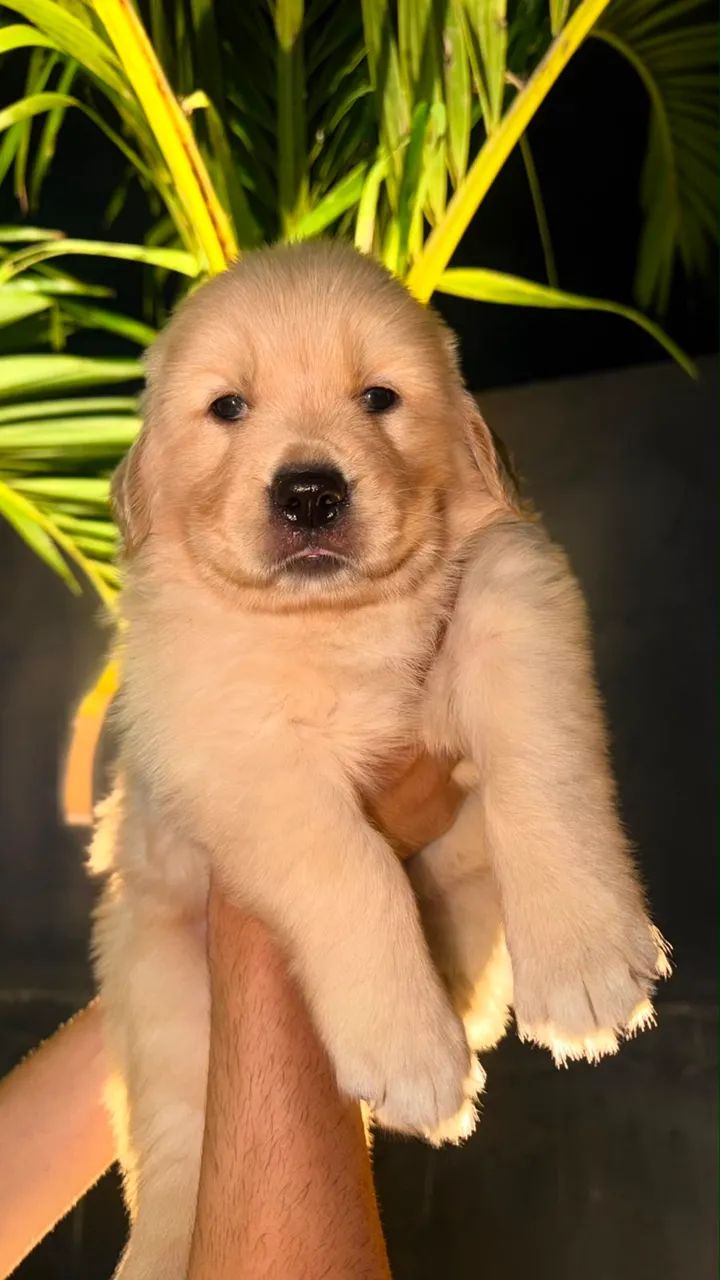 Golden 