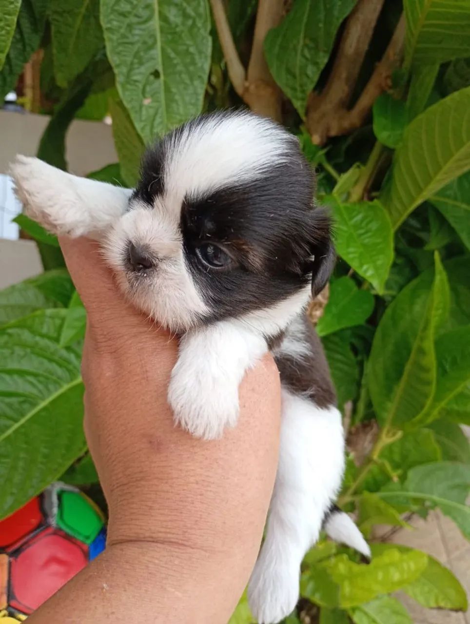 Shih Tzu Machos com pedigree em 10x de $120 - Foto 5