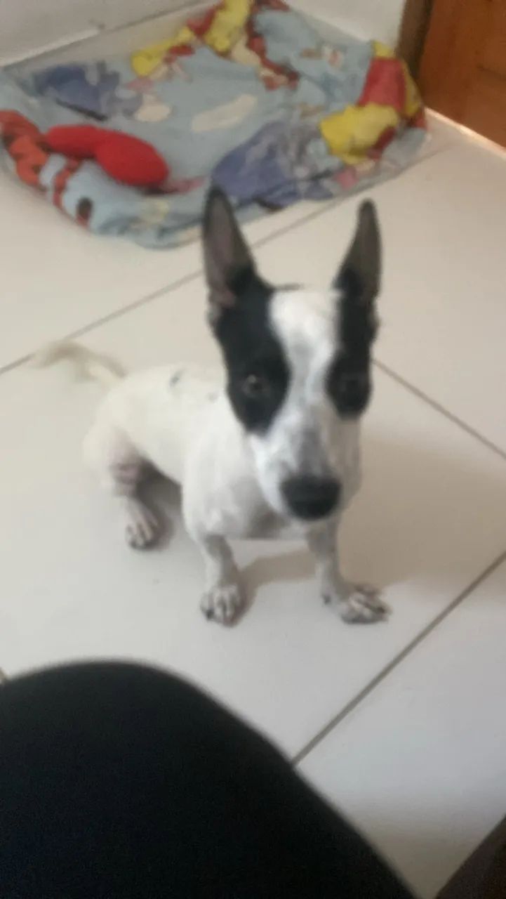Cachorrinho para doação  - Foto 4