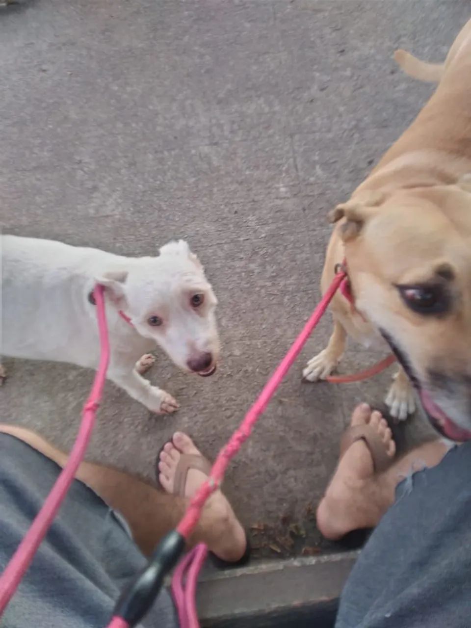 Dog Walker - Foto 2