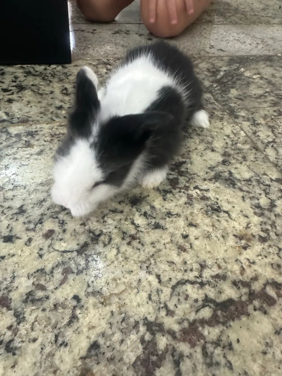 Coelhos Mini - Foto 4