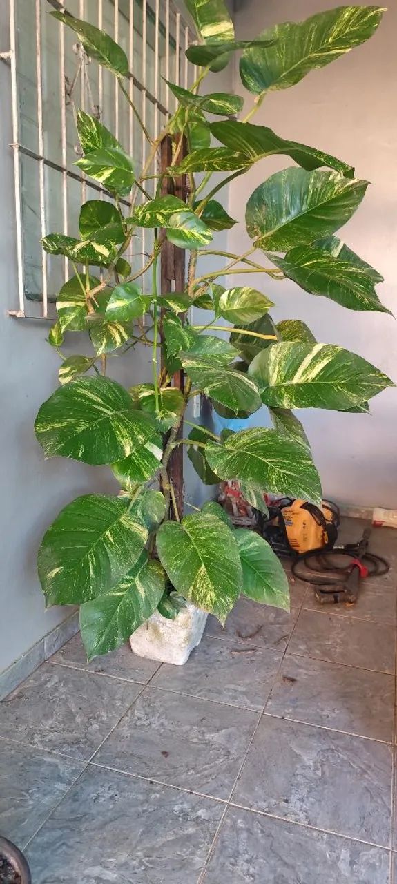 Um vaso de planta - Foto 2