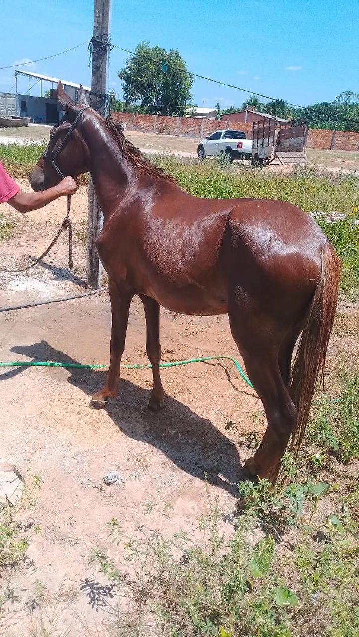 Vendo esse potro - Foto 2
