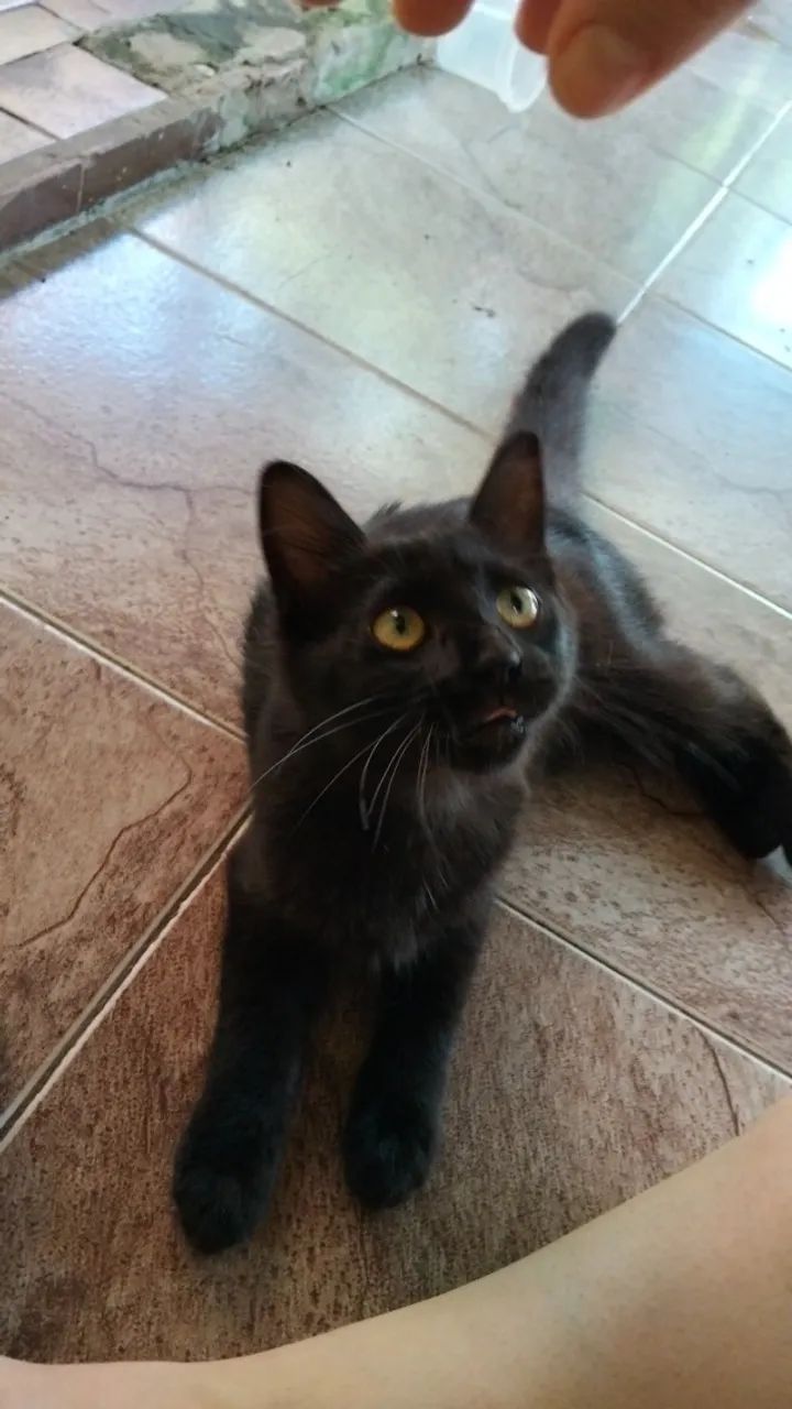 Gatinha dócil para adoção responsável  - Foto 2
