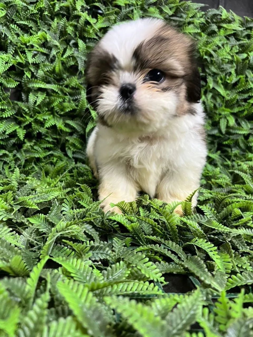 Shihtzu 