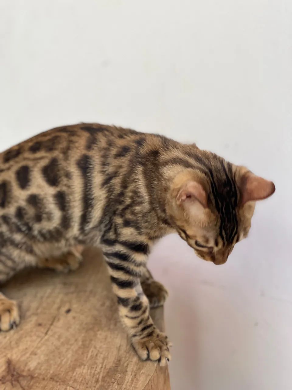 Filhote de gato Bengal- Macho - Foto 2