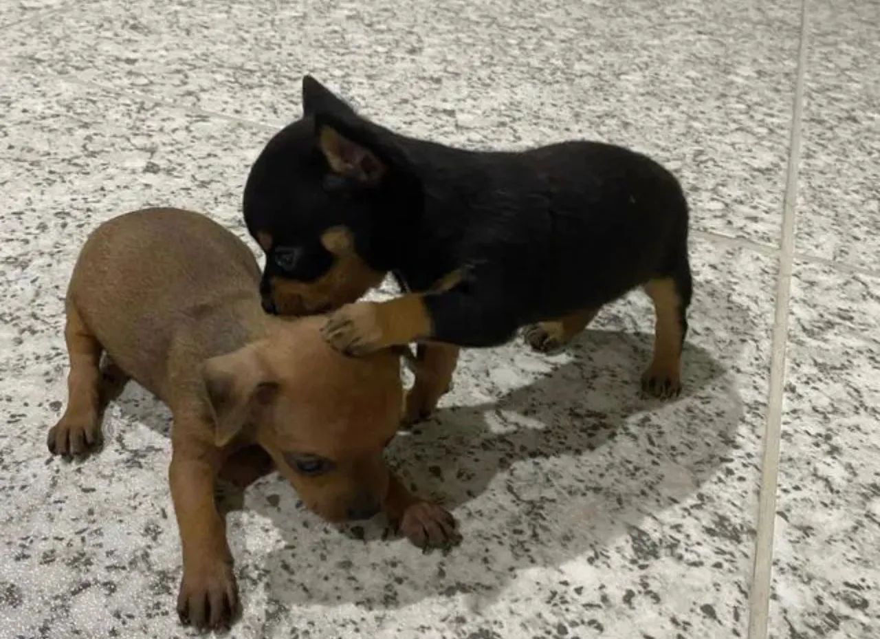 PINSCHER ZERO - Foto 4